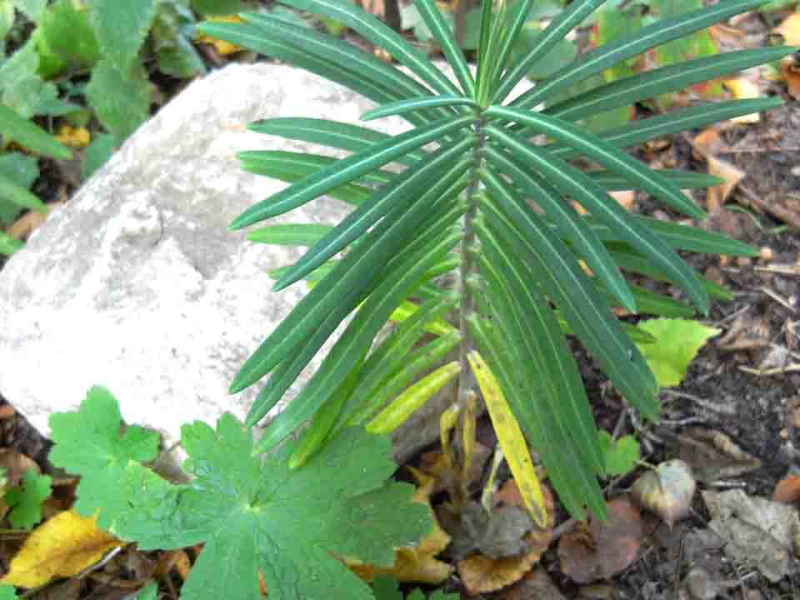 Ehrentag des Unkrauts