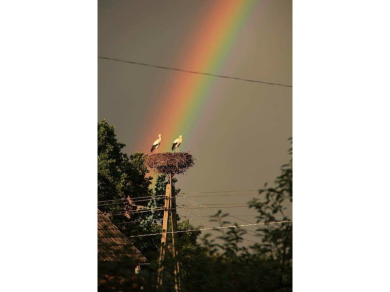 Regenbogen mit Störchen