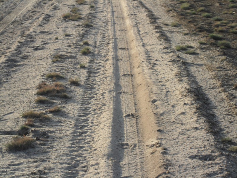 Auf den Spuren der&nbsp;Wölfe