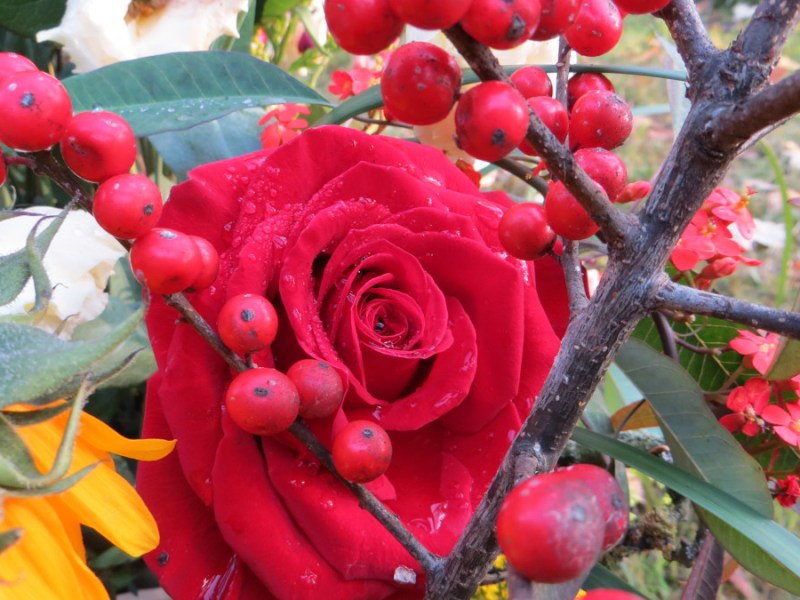 Dem Zitronenfalter folgen